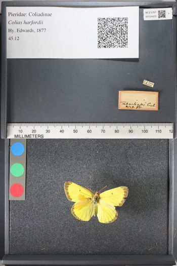 Media type: image;   Entomology 124423